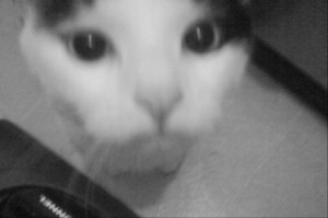 This face. (my cat, juius, aka schmoolius)